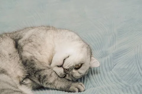 Gray  Cat lying on soft blue blanket during afternoon rest at home while look Stock Photos