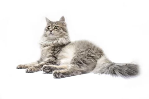 Gray cat lying with surprised look isolated Stock Photos