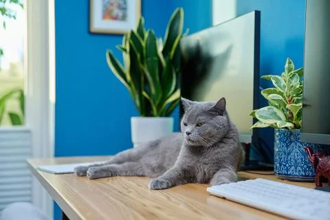 Gray cat lying on the table near computer Stock Photos