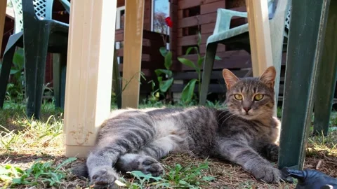 Gray cat lying under plastic table on the ground 库存影片 256599781