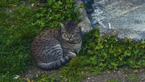 Gray Cat Lying on Very Green Grass Stock Footage 237999970