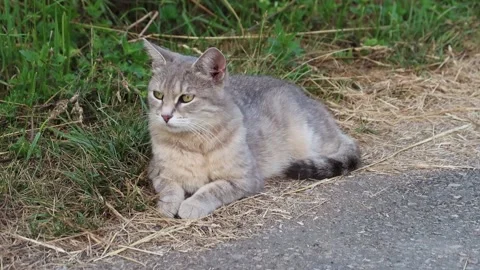Gray cat lying at walkway Stock Footage 199037234