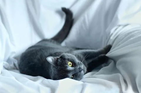 Gray cat lying on a white sheet indoors. Foto stock
