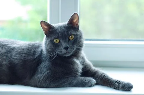 Gray cat lying on a white window indoors. Close-up. Foto stock
