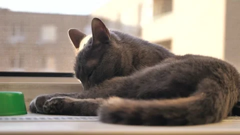 The gray cat is lying on the windowsill and washing itself. The cat is licking Stock Footage 313455327