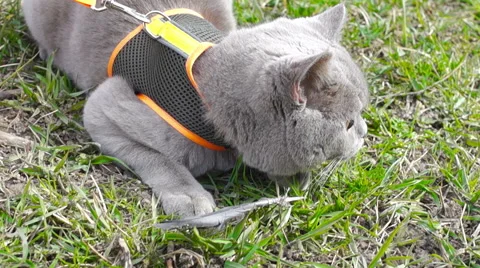Gray cat lying in the young green grass (1) Video stock 49070461