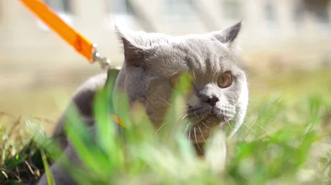 Gray cat lying in the young green grass (2) Video stock 49070494