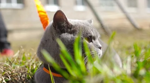 Gray cat lying in the young green grass (3) Stock-Footage 49070520