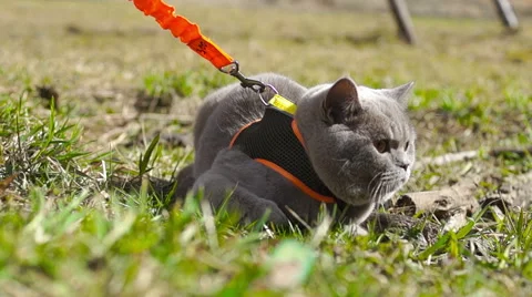 Gray cat lying in the young green grass (4) 库存影片 49070528