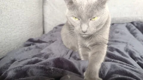 Gray cat making biscuits on blanket 4k Video stock 332101094