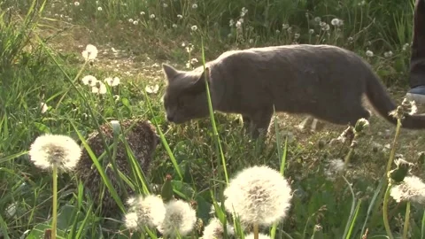 A gray cat in a meadow in the grass meets a prickly hedgehog. Stock Footage 147256344