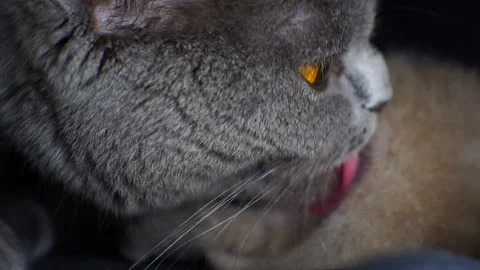 Gray cat mom licks a kitten. Stock Footage 120145582