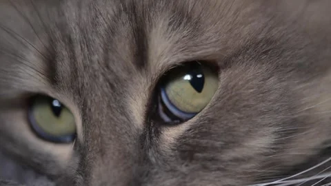 Gray cat moving pupils looking around Stock Footage 269353938