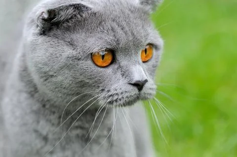 Gray cat on nature 写真素材