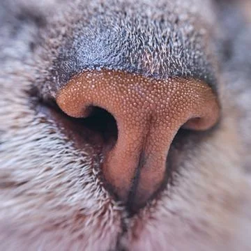 Gray cat nose close-up. Macro photo of a brown pet nose, front Stock Photos