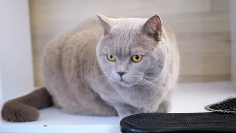 Gray Cat Observes Surroundings Video stock 312009791
