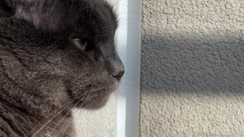 Gray cat  Observing Surroundings  Calm Video Template for text with a cat Stock Footage 308811747