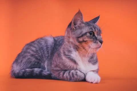 Gray cat on orange background. The concept of a peaceful cat Stock Photos