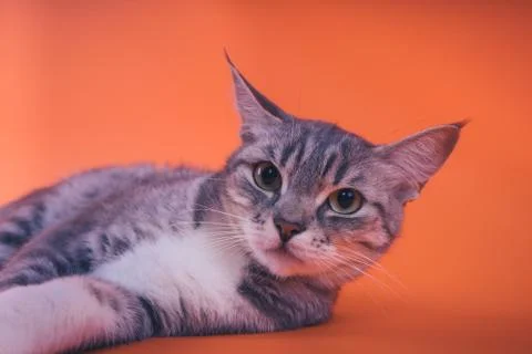 Gray cat on orange background. The concept of a peaceful cat Stock Photos