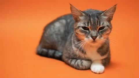 Gray cat on orange background Stock Footage 98664411