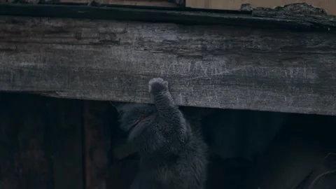 Gray cat outdoors Stock-Footage 256167047