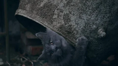 Gray cat outdoors Stock Footage 256167059