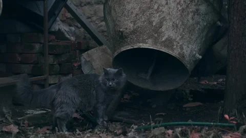 Gray cat outdoors Stock-Footage 256167063