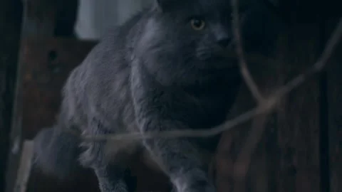 Gray cat outdoors Stock Footage 256167079