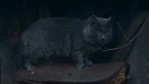 Gray cat outdoors Stock-Footage 256167089
