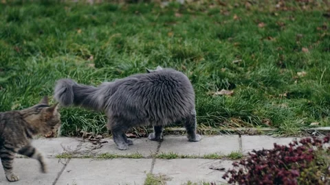 Gray cat outdoors Stock Footage 256167105