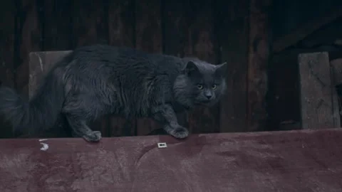 Gray cat outdoors Stock-Footage 256167116