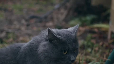 Gray cat outdoors Stock-Footage 256167119