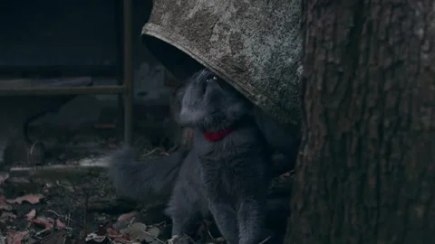 Gray cat outdoors Stock-Footage 256167137