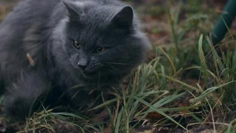 Gray cat outdoors Stock-Footage 256167160