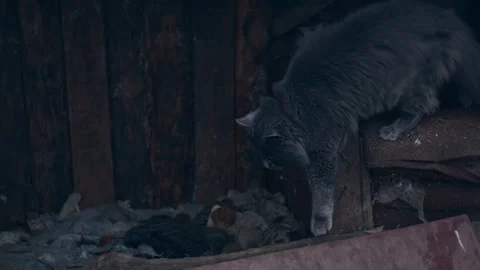 Gray cat outdoors Stock-Footage 256167173