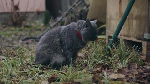Gray cat outdoors Stock-Footage 256167214