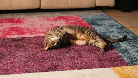 Gray cat pampering on the carpet. Video stock 146436689