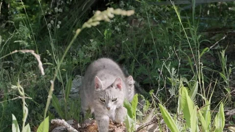 A gray cat in the park walks against the background of green grass and looks at Stock Footage 201751631