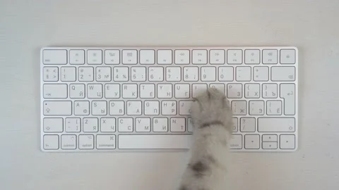 Gray cat paw uses keyboard. The cat is typing on a computer keyboard. Paw 库存影片 218508882