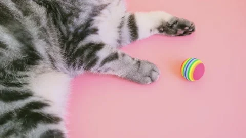 Gray cat paws and a toy ball. Video stock 149823554