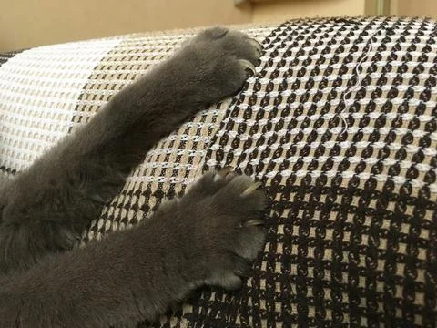 Gray cat paws with claws on a checkered fabric. Tension, instinct, and tact.. Stock Photos