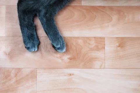 Gray cat paws on the floor. View from above. Stock Photos