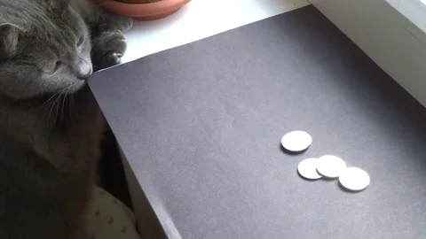 Gray cat paws out a coin Stock Footage 101650680
