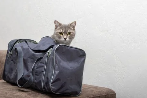 Gray cat peeking out from a soft-sided pet carrier bag placed on a brown co.. Stock Photos