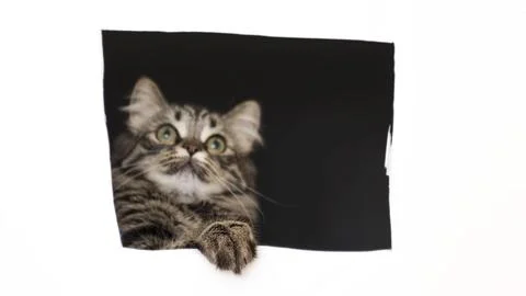 Gray cat peeks out of a square hole paw in focus, muzzle out of focus. funny cat 스톡 사진