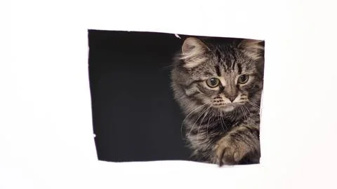 Gray cat peeks out of a square hole in white cardboard. funny cat hunts hiding Foto stock