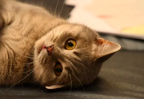 Gray cat. Stock Photos