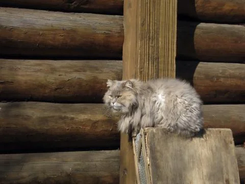 Gray cat Stock Photos