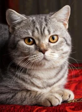 Gray cat Stock Photos