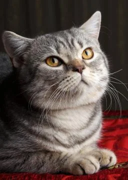 Gray cat Stock Photos